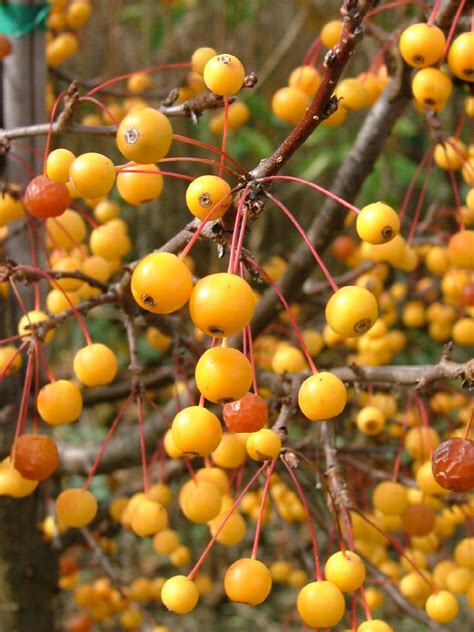 types of dwarf crabapple trees.